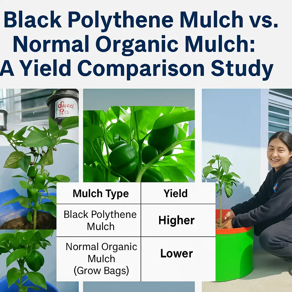 Black polythene mulch vs organic mulch, capsicum yield improvement, agriculture research PGI College, best mulch for capsicum, BSc Agriculture practical studies
